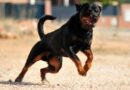 Rottweilers – Características, carácter y cuidados